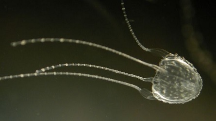 The Irukandji Jellyfish