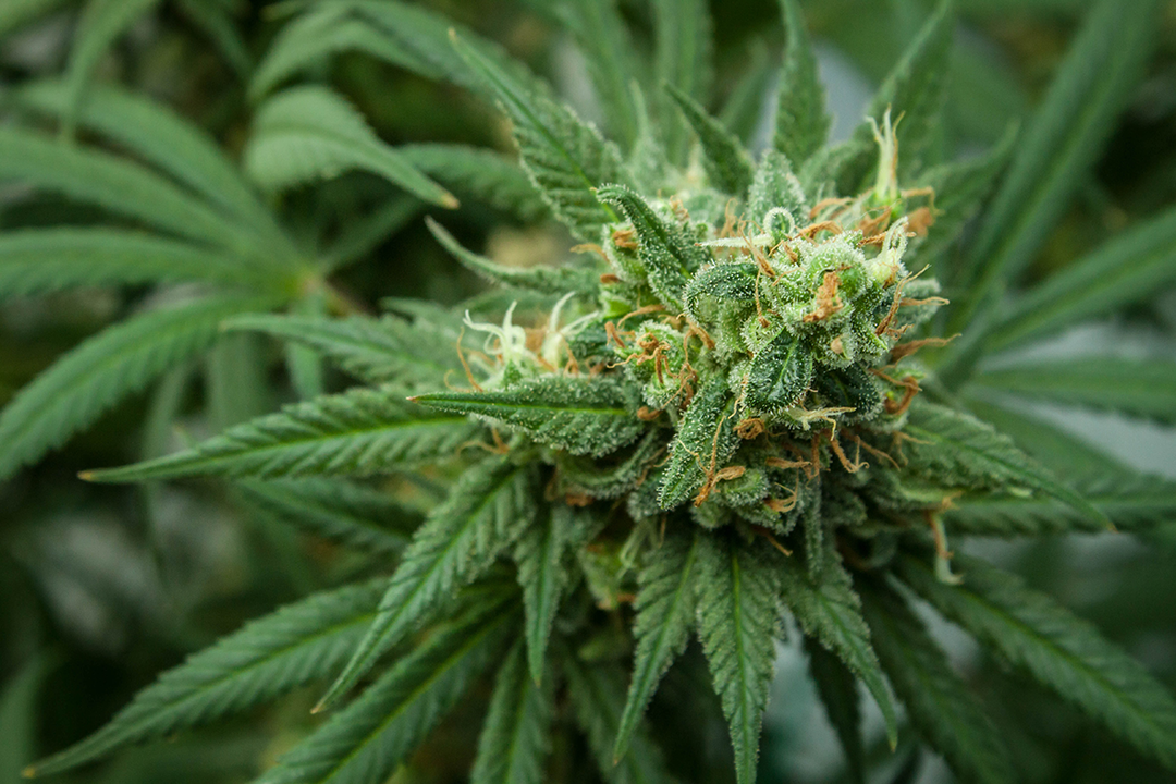 discussing-the-positives-of-medical-cannabis-the-check-up-switzer-daily